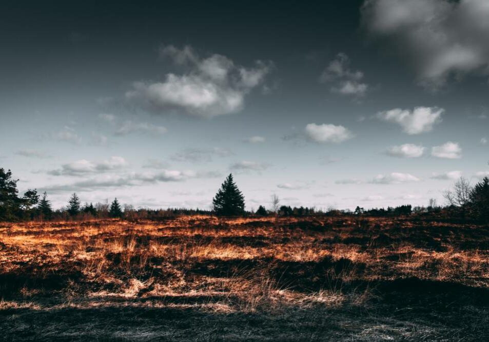 pexels-matthis-volquardsen-2305169