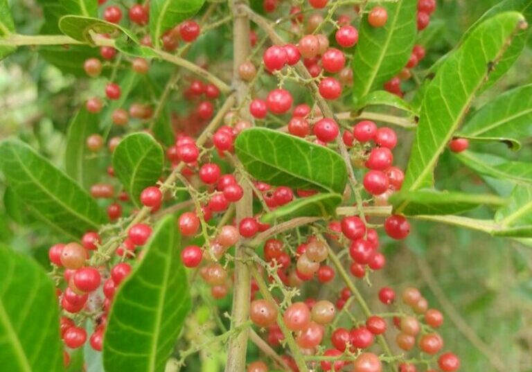 pimenta-rosa