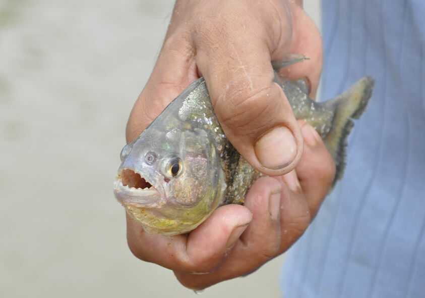 piranha