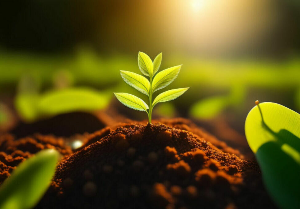 planta - plantio - Freepik