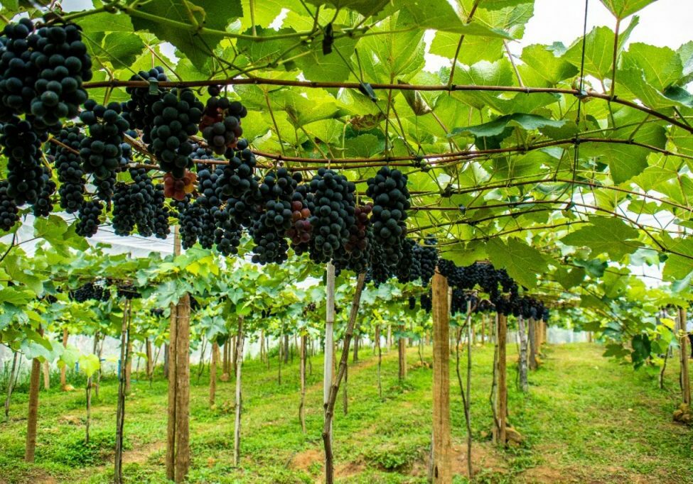 polo-de-uva_linhares