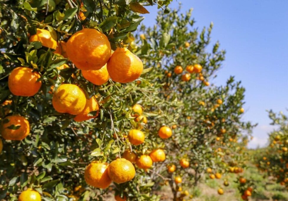 ponkan_cerro_azul - Foto Gilson AbreuAEN