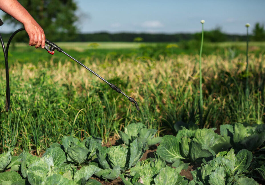 praga agrícola - doença - pulverizando - Freepik
