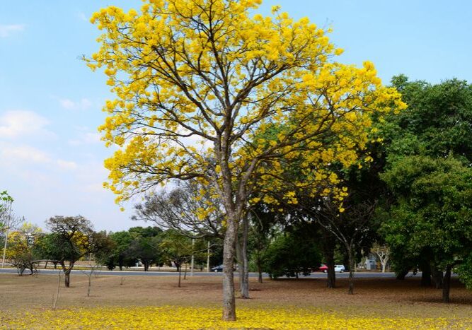 primavera