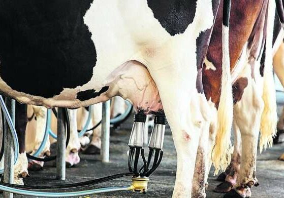 producao-de-leite