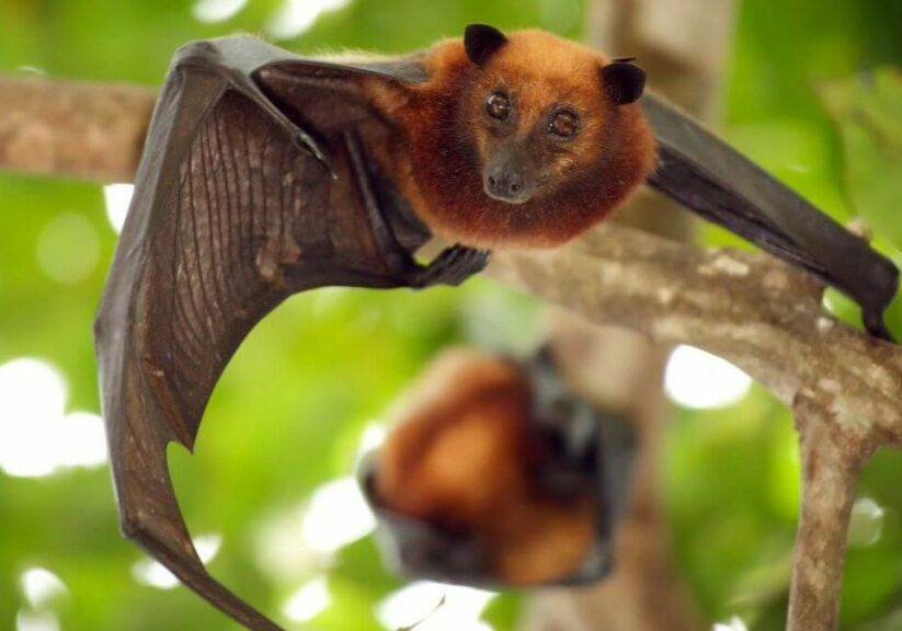 raiva-humana-morcego-foto-reproducao