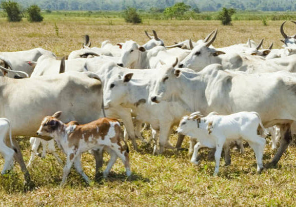 rebanho-bovino