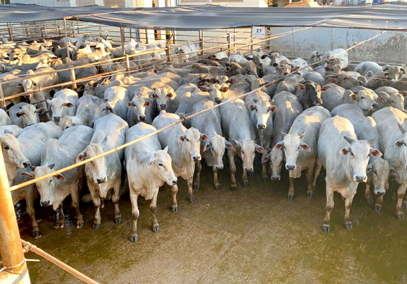 resultado-circuito-nelore-qualidade-2020