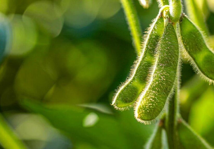 soy-plantation-with-sky-horizon-macro-details-1