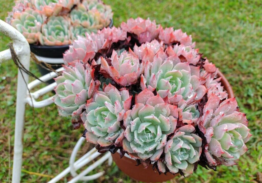 suculentas_Laura-Gallas-1