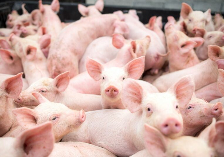 suínos-1