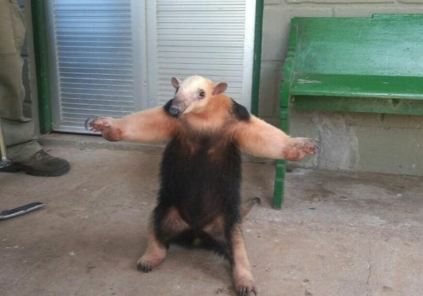tamandua