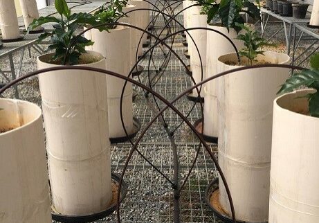 tecnica-cafe-arabica