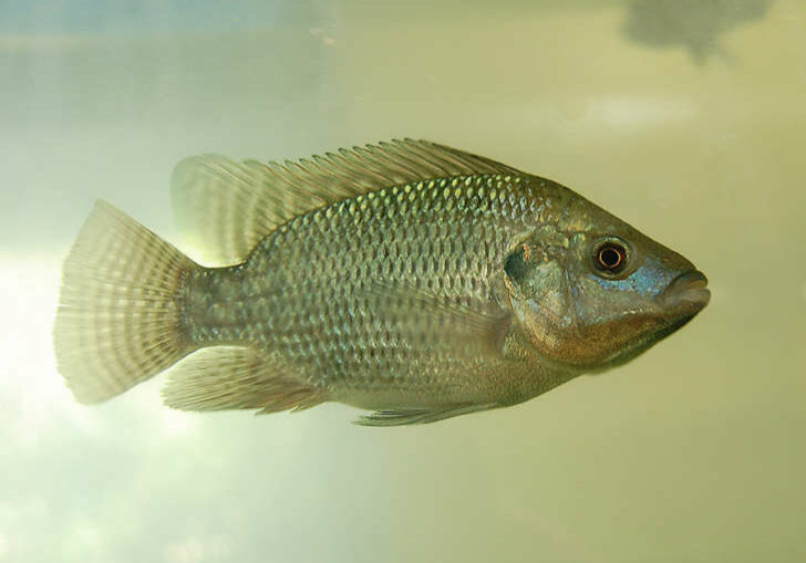 tilapia-1