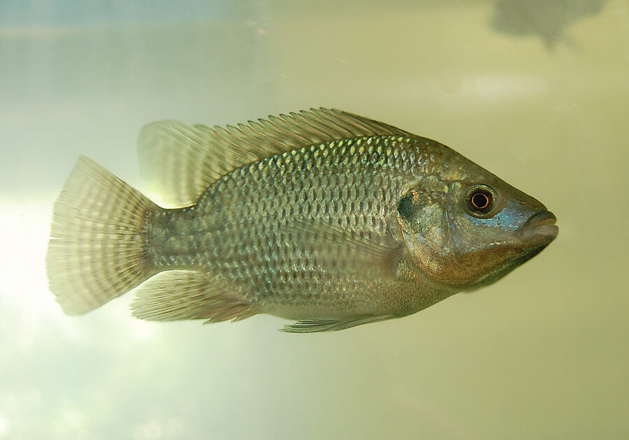 tilapia