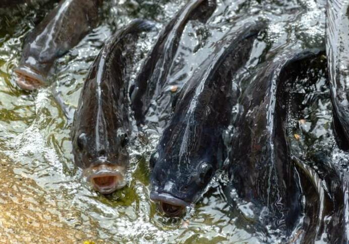 tilapia