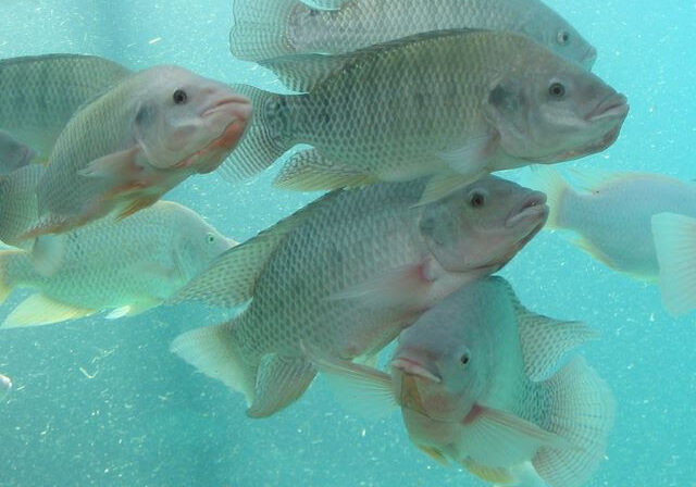 tilapias
