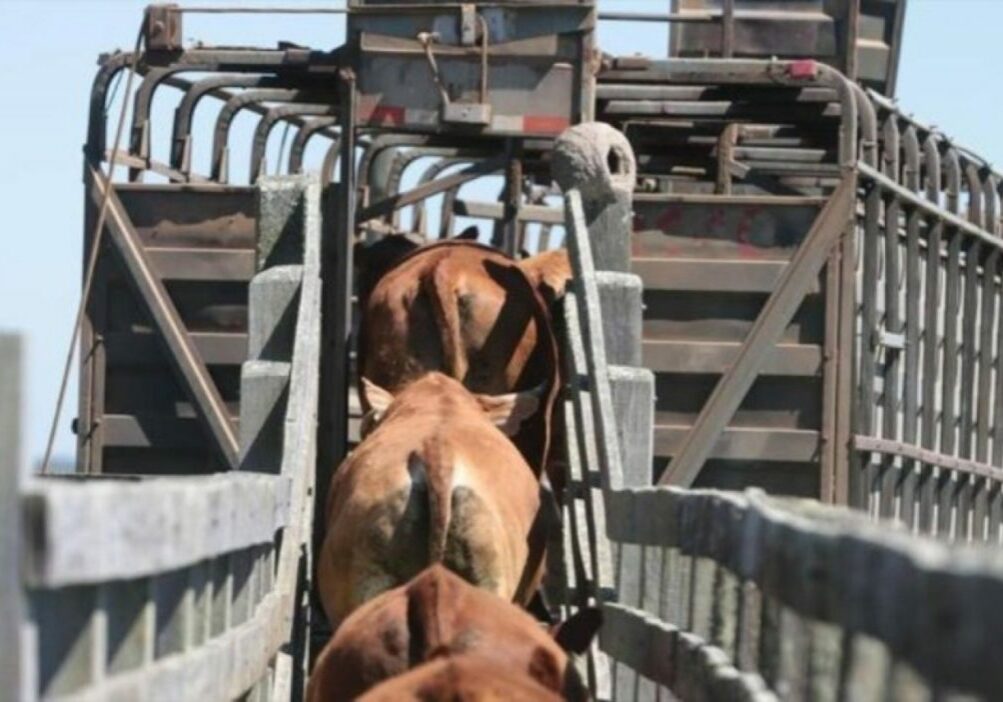 transporte_bovinos
