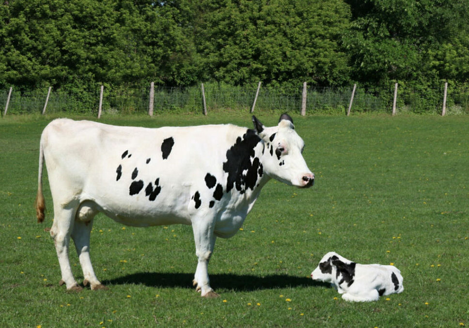 vaca, bezerro, prenhe - Freepik