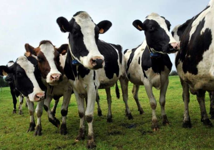 vaca-holandesa