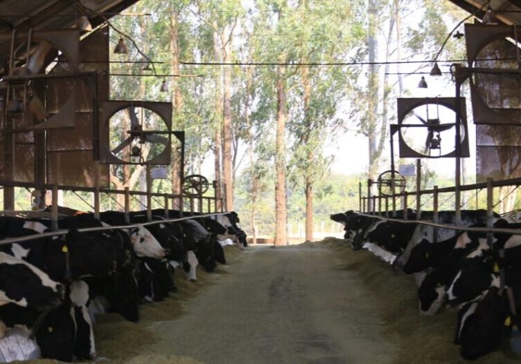 vacas Girolando em sistema free stall