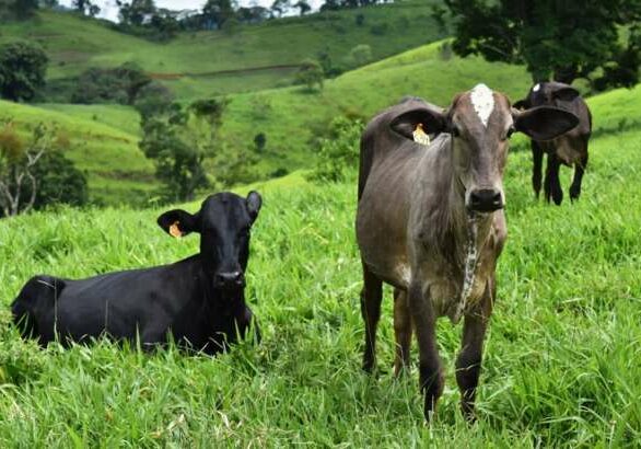 vacas-aftosa-vacinacao