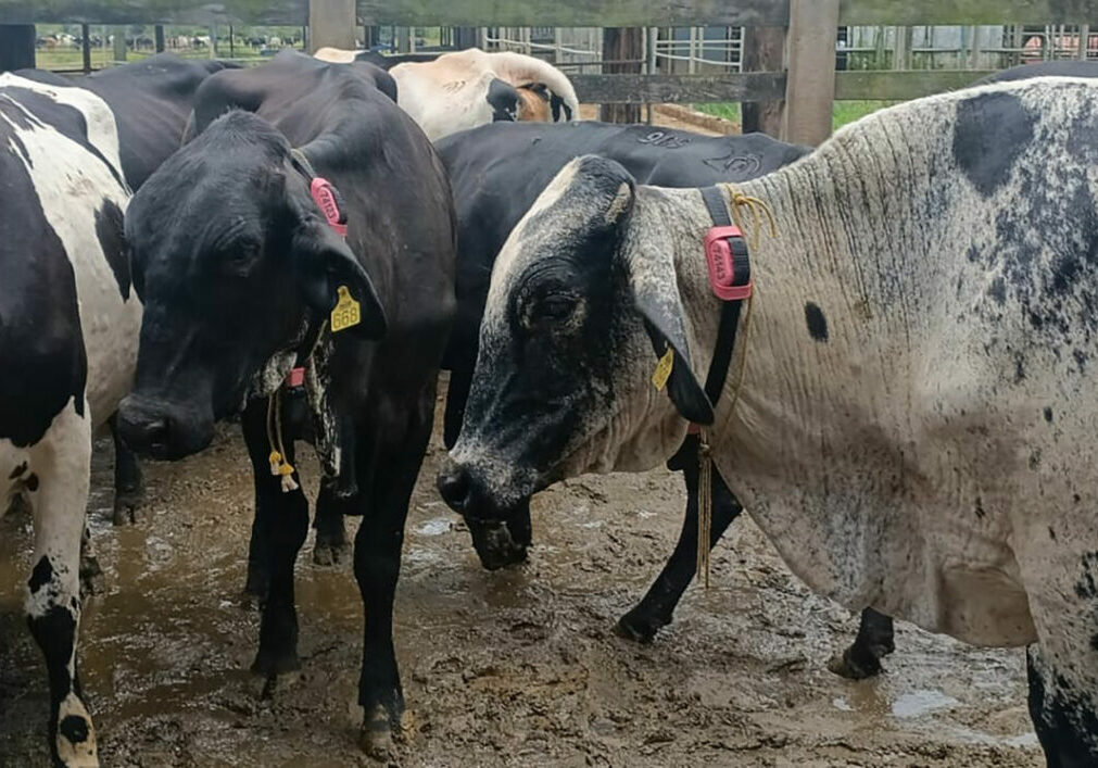 vacas-com-coleiras-de-monitoramento01
