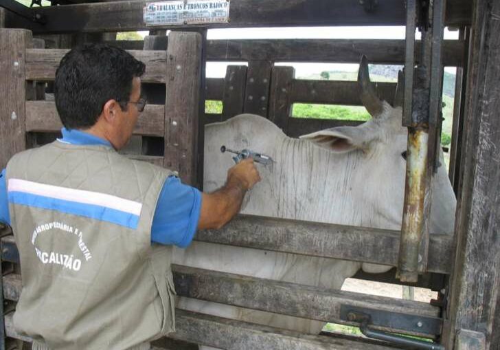 vacinacao-de-febre-aftosa-2008-1-007