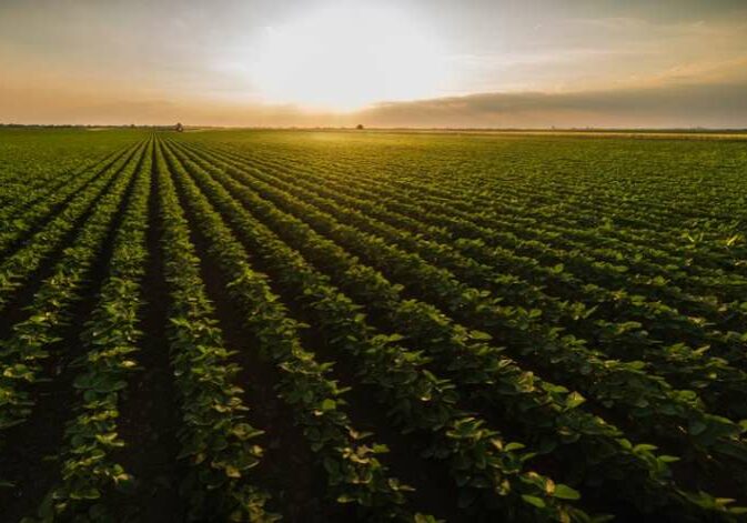 valor-bruto-da-producao