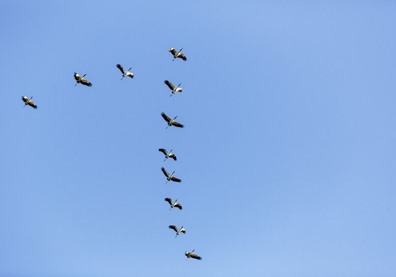 vista-de-baixo-angulo-de-um-bando-de-passaros-voando-no-ceu-azul-durante-o-dia_181624-23271 (1)